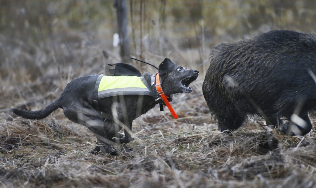 Hundar tränas för vildsvinsjakt i hägn.Plotthunden Ursus tränas i jakt